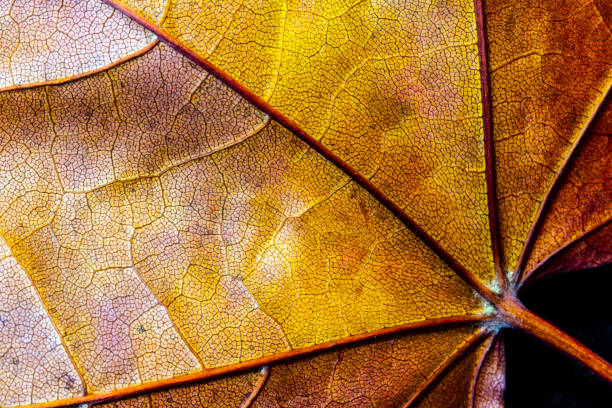 istock Abstract Close Up of Autumn Leaf on Black Background 1058004404