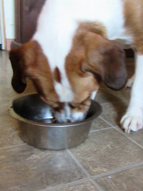 istock Hungry Dog Eating 1058004628
