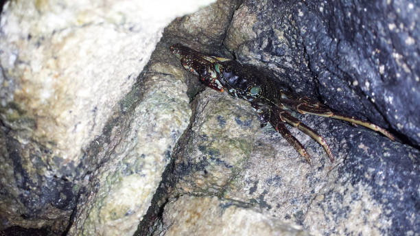 istock a frog is hidding between the rocks 1058004930