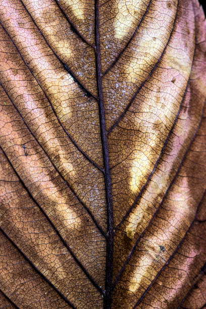 istock Abstract Close Up of Autumn Leaf on Black Background 1058005050