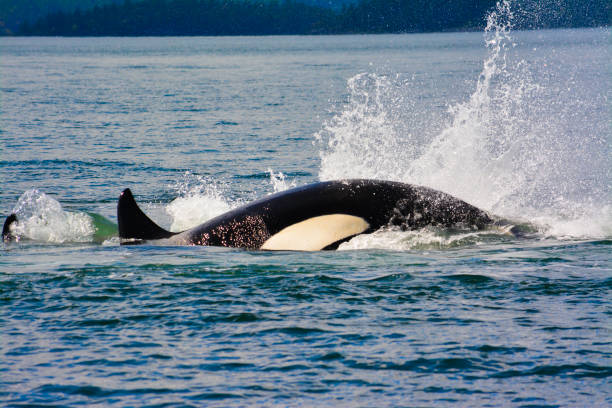 istock killer whales are jumping on the surface 1058005238