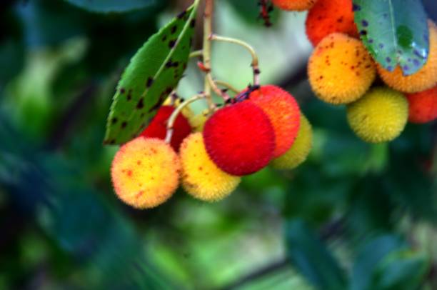 istock Arbutus unedo; Strawberry tree fruiting in rural Tuscany 1058005676