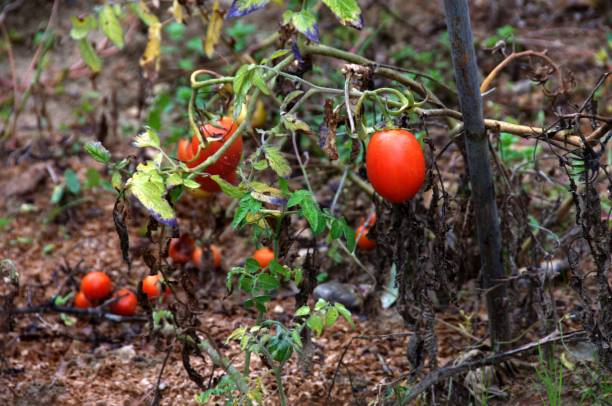 istock Tomatoes in Tuscan vegetable garden 1058005870