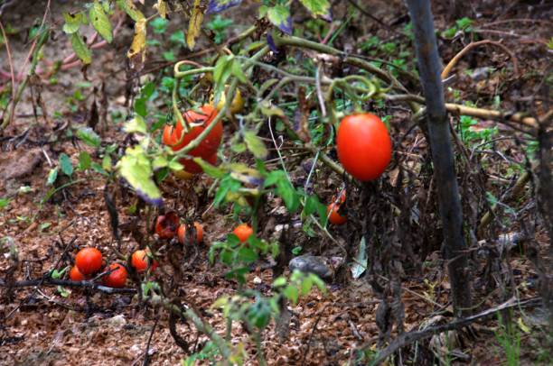 istock Tomatoes in Tuscan vegetable garden 1058006016