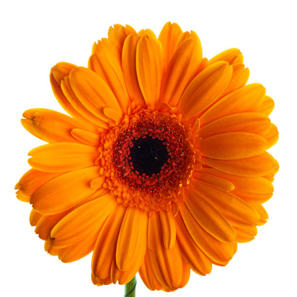 istock Beautiful orange gerbera flower on wihte background 1058012110
