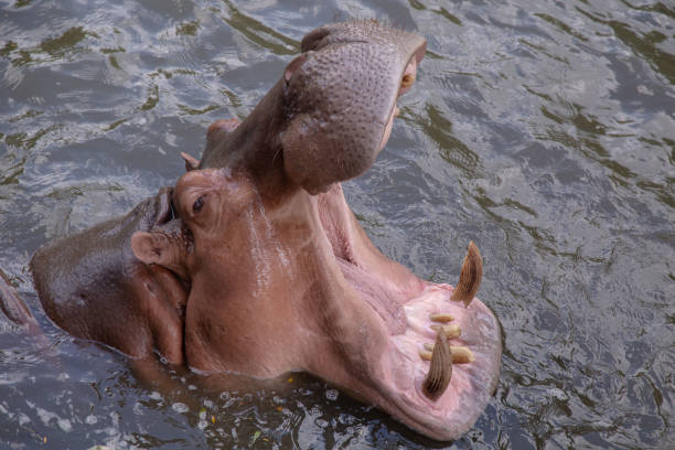 istock Hippopotamus open mouth in the water 1058013340