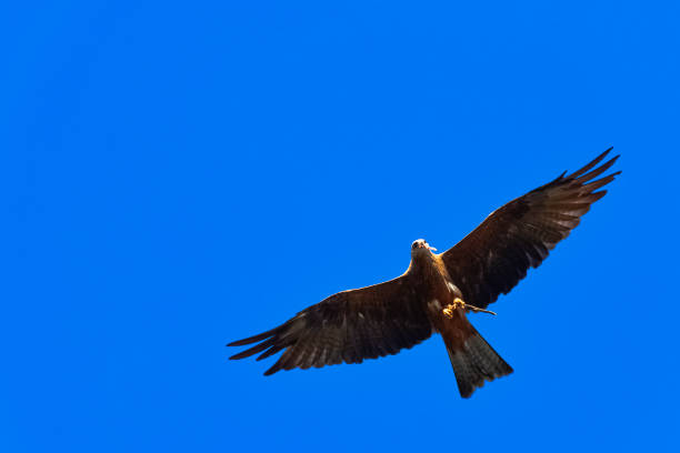 молодой лысый орел (haliaeetus leucocephalus), также известный как белоголовый или белохвостый орел, морской орел или американский орел - white headed eagle стоковые фото и изображения