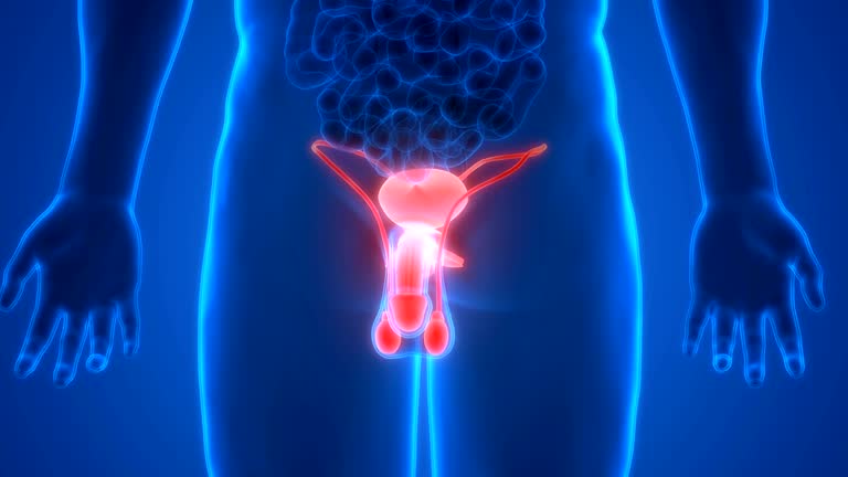 654 Male Reproductive Organ Stock Videos and Royalty-Free Footage - iStock | Scrotum, Testis, Circumcision 654 Male Reproductive Organ Stock Videos and Royalty-Free Footage - iStock | Scrotum, Testis, Circumcision
