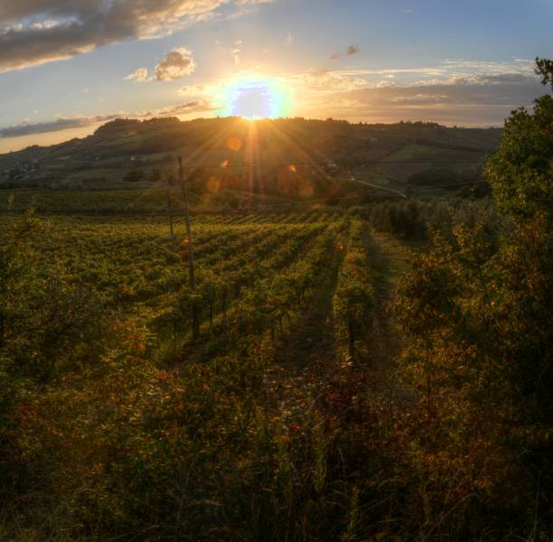 istock Tuscan agricultural landscape in dawn light 1058016694