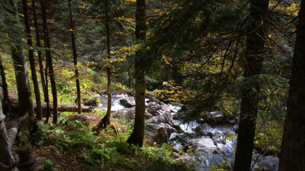 istock Autumn forest. Autumn landscape 1058016786