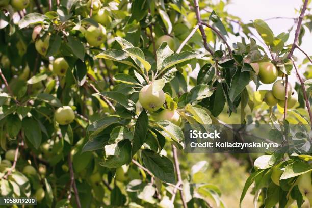 晴れた日をすぐに木にリンゴを熟成します成熟したリンゴ果実アップル背景木の上の写真選択と集中 - みずみずしいのストックフォトや画像を多数ご用意 - みずみずしい, アスコルビン酸, ウクライナ