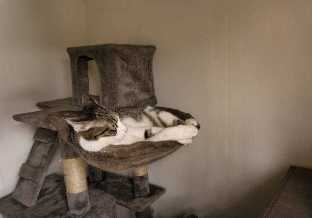 istock the cat is chilling on the cat tree 1058019512