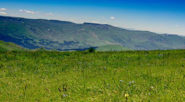istock Wild grass on highland meadow  in Artvin in Turkey 1058021782