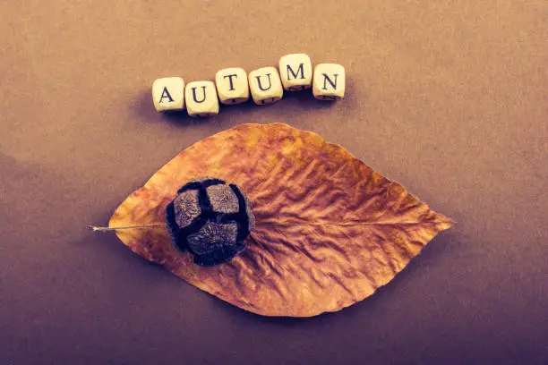 Autumn or  fall composition or concept and word Autumn