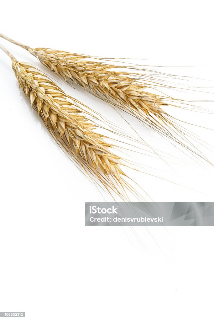 Orelhas de grãos - Foto de stock de Agricultura royalty-free