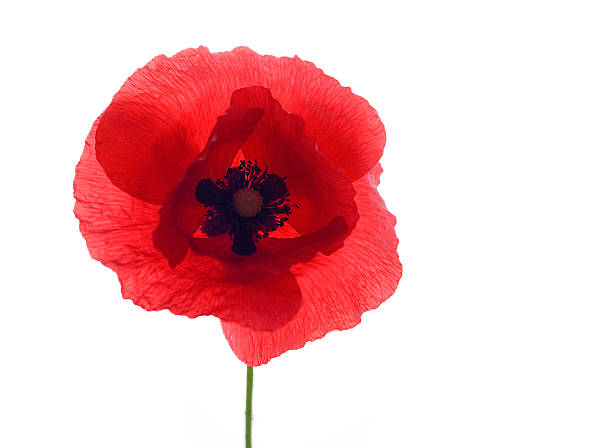 istock Red poppy painting isolated on a white background 105802388