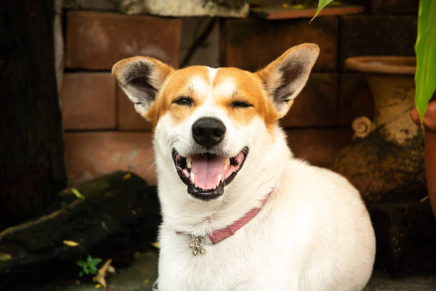 istock smiling dog have wink on camera. so cute 1058024334