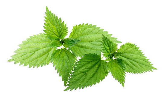 Nettle leaves isolated on white background as package design element