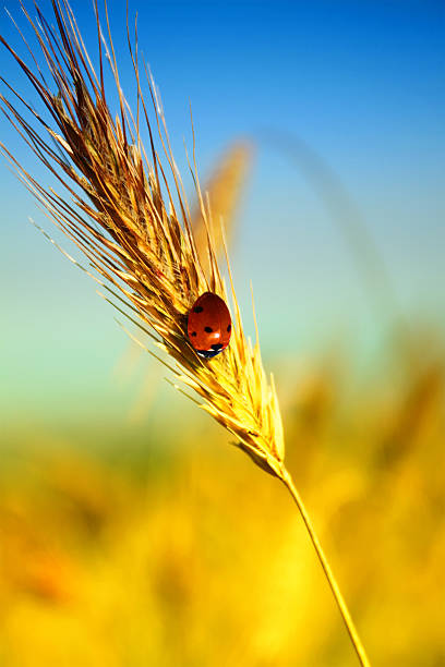 ear of wheat - ladybug wheat nature insect stock-fotos und bilder