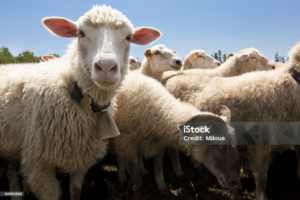 Herd of sheep in field looking at camera Livestock farm - herd of sheep Agriculture Stock Photo