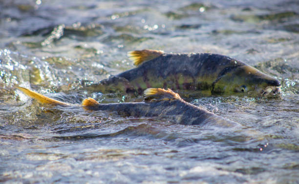 サーモン ・ ランします。 - pacific salmon ストックフォトと画像