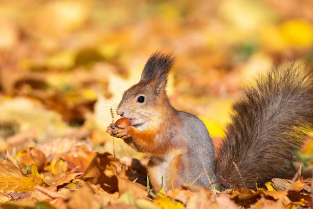 istock Squirrel in the autumn park 1058032138