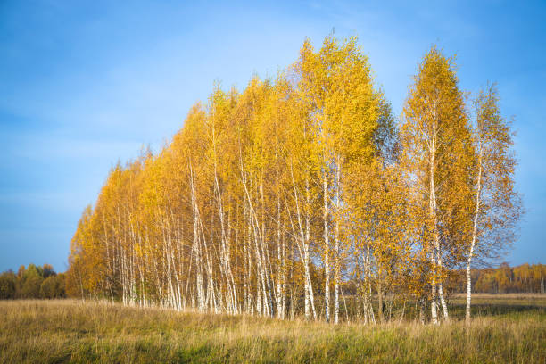 istock Beautiful autumn landscape with yellow birches on a Sunny day 1058032564