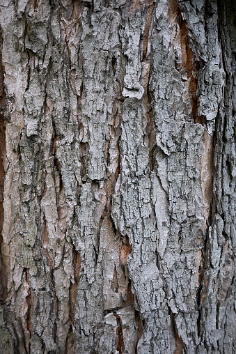 Acer saccharinum bark close up