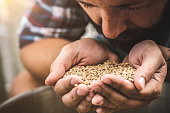 Farmer holding grains