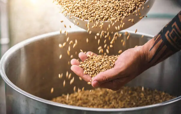 Photo of Farmer holding grains