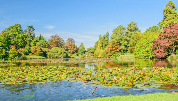 istock Lillies on the lake 1058035226