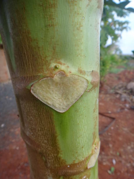Leaf scar mark on stem of papaya plant Carica papaya, known by the trade names papaya, paw paw, kates, papaw, mamon or melon-tree. autotroph stock pictures, royalty-free photos & images