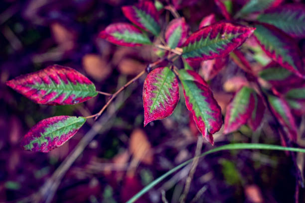 istock Autumn red leaves on a branch. 1058039448