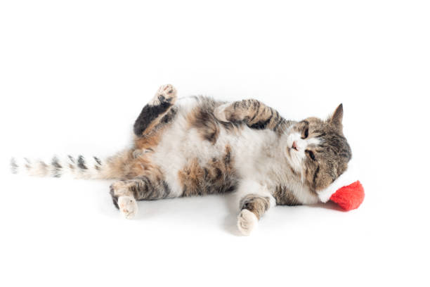istock cat with santa hat isolated on white background 1058039456