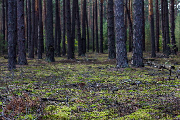 istock Moss and autumn leaves on the ground. Autumn forest. 1058039524