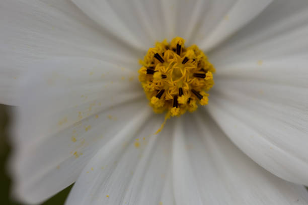 istock mexican star flower (cosmos bipinnatus) multicolor and graceful 1058039756