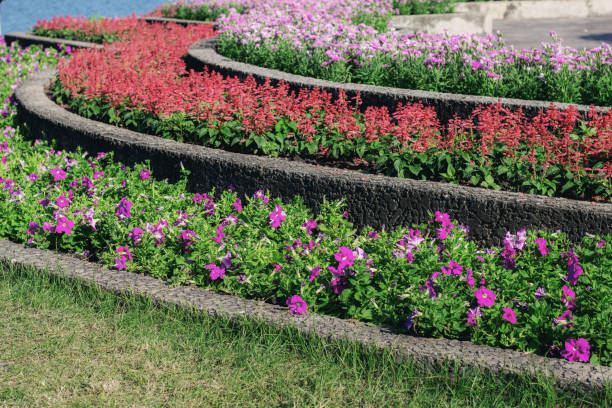 istock Colorful flower in garden. 1058040930