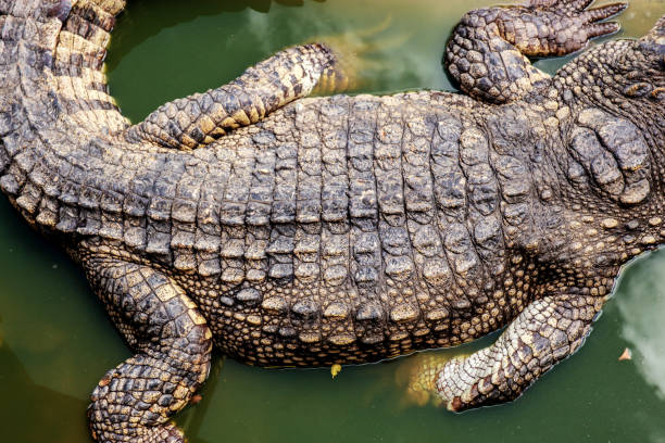 istock Crocodile of back on water. 1058040932