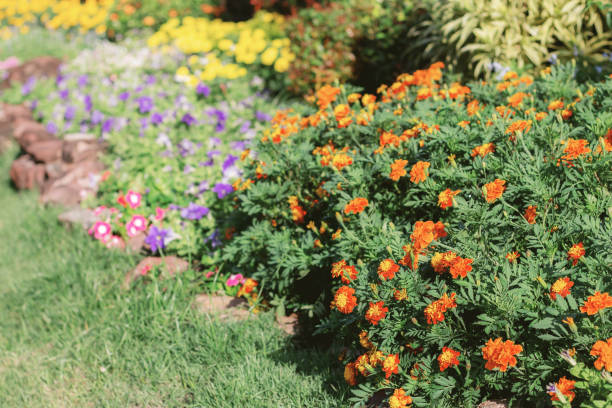 istock Marigold flower in garden. 1058041074