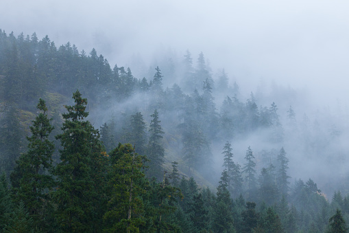 Fog and mist in the forests and mountains on Vancouver Island, British Columbia, Canada