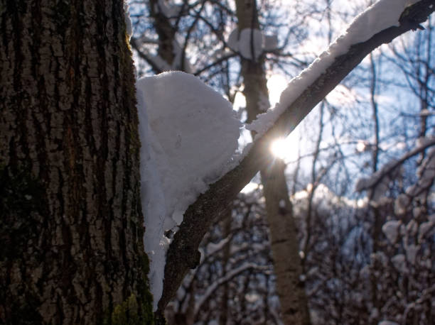 istock trees in the snow on a clear day in the Park 1058043910