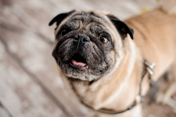 istock Cute pug looking up at the camera 1058044734