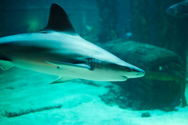 istock a shark in his tank is swimming 1058044834