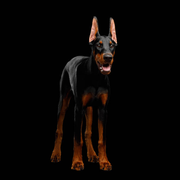 istock Doberman Dog with catting ears on isolated Black background 1058046896