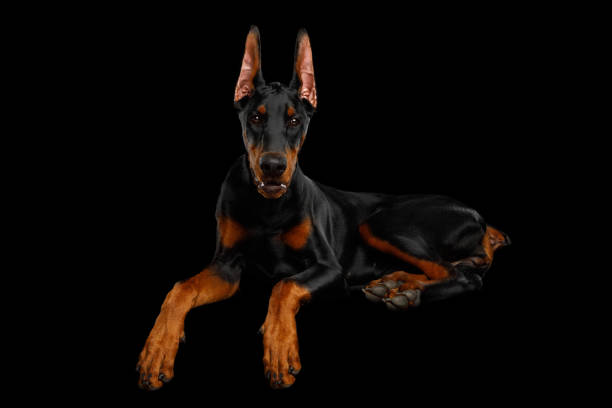 Doberman Pinscher ready for action. High end quality Doberman Pinscher from UK