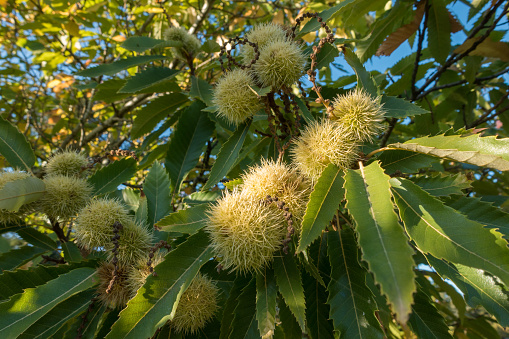 Castanea sativa, sweet chestnuts hidden in spiny cupules, tasty brownish nuts marron fruits, branches with leaves