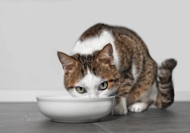 トラ猫のフードボウルから食べる - pet food animals feeding cat food cat bowl ストックフォトと画像