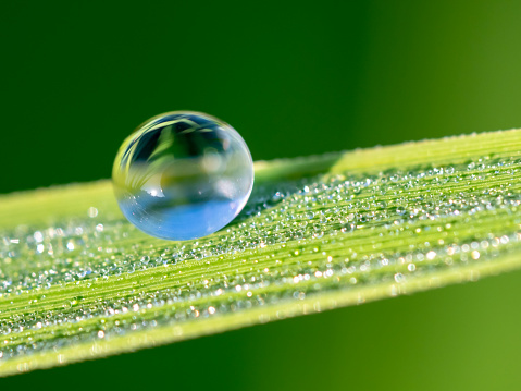 Extreme close up of water drop on rice leaf.