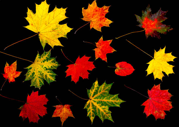 istock Collection colourful autumn leaves isolated on a black background 1058050910