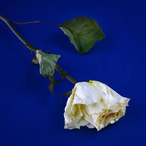 Photo of wilted rose on a dark background, death and loss concept